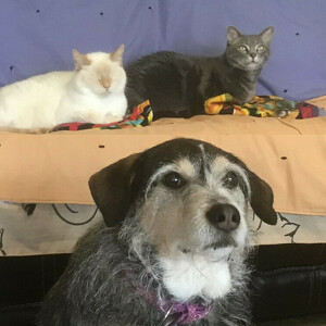 Fundraising Page: Dave Engberg